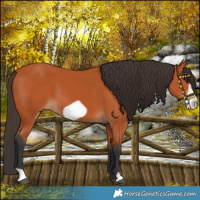 Horse Color:Bay Frame