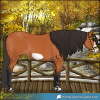 Horse Color:Bay Frame 