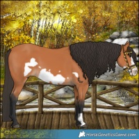 Horse Color:Bay Frame 