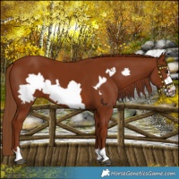 Horse Color:Chestnut Frame 