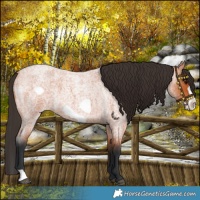 Horse Color:Bay Roan Frame 