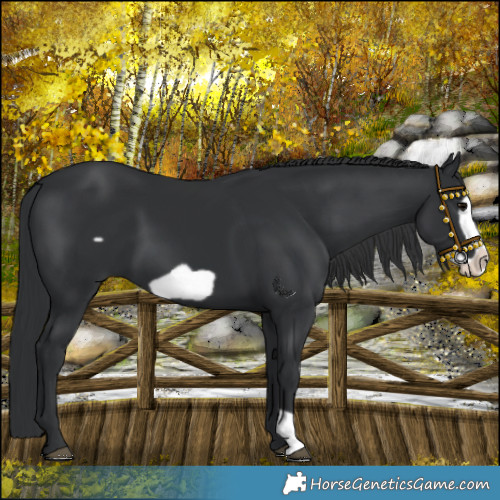 Horse Color:Black Frame 