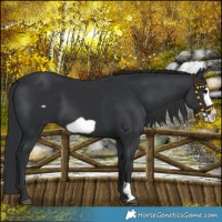 Horse Color:Black Frame 