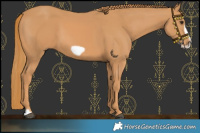 Horse Color:Chestnut Frame 