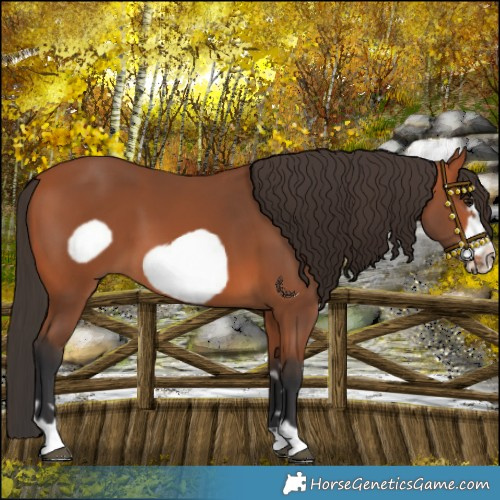 Horse Color:Bay Frame 