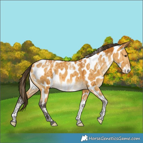 Horse Color:Powder White Buckskin Dun Appaloosa Rabicano Brindle 