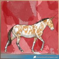 Horse Color:Powder White Buckskin Dun Appaloosa Rabicano Brindle