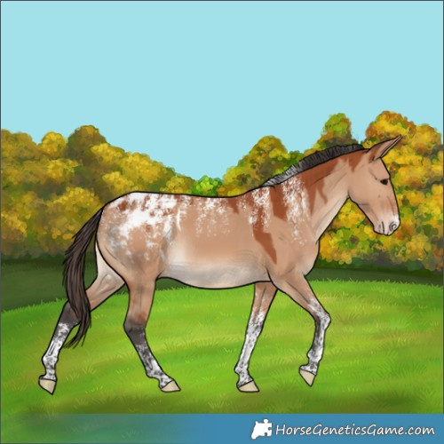 Horse Color:Powder White Bay Dun Appaloosa Rabicano