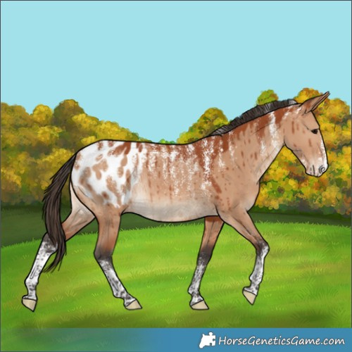 Horse Color:Powder White Bay Dun Appaloosa Rabicano Brindle