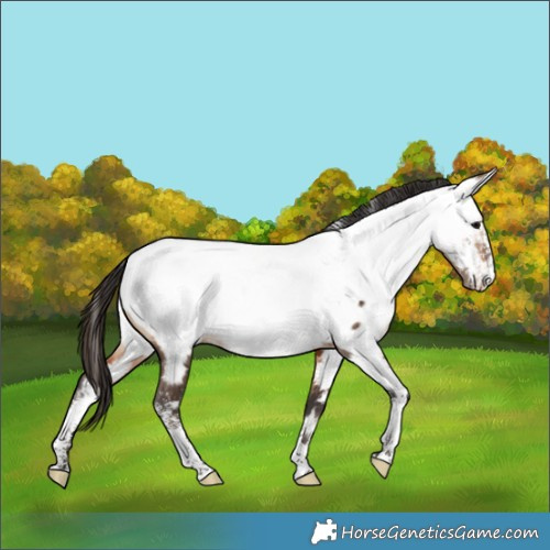 Horse Color:Powder White Bay Dun Appaloosa Rabicano Brindle 