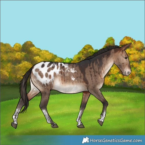 Horse Color:Powder White Bay Dun Appaloosa Rabicano Brindle 