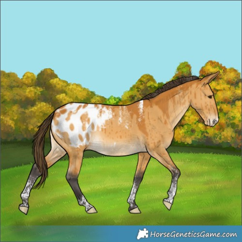 Horse Color:Powder White Buckskin Dun Appaloosa Rabicano Brindle 