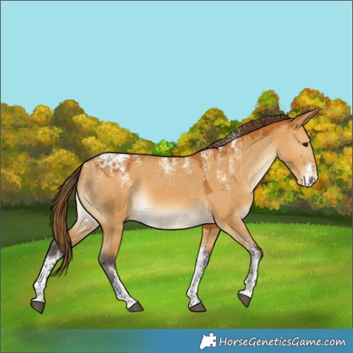 Horse Color:Powder White Buckskin Dun Appaloosa Rabicano