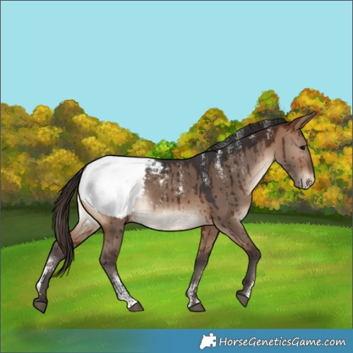 Horse Color:Powder White Bay Dun Appaloosa Rabicano Brindle 