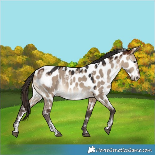 Horse Color:Powder White Bay Dun Appaloosa Rabicano 