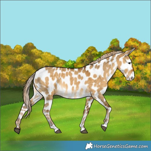 Horse Color:Chocolate Palomino Dun Appaloosa Brindle 