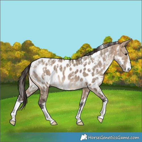 Horse Color:Powder White Bay Dun Appaloosa Brindle 