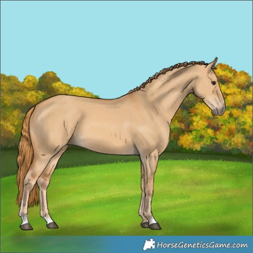 Horse Color:Red Dun 