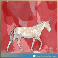 Horse Color:Cremello Appaloosa