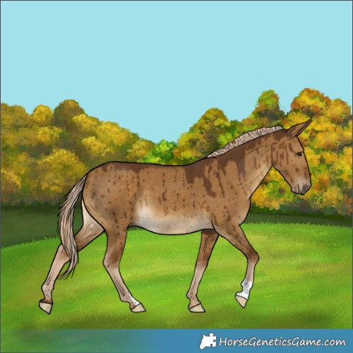 Horse Color:Chocolate Palomino Dun Brindle