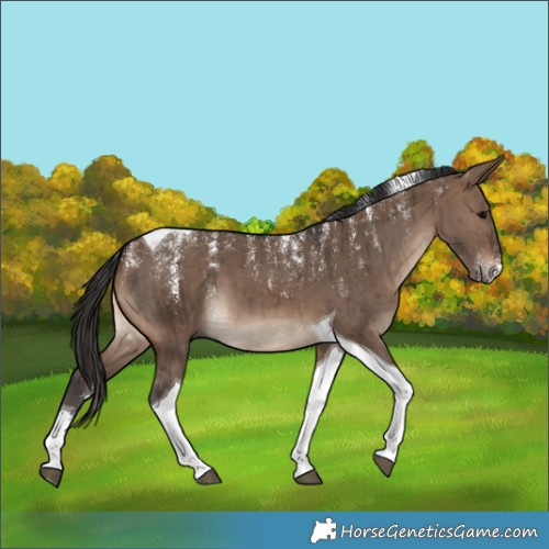 Horse Color:Powder White Brown Dun Tobiano Brindle 