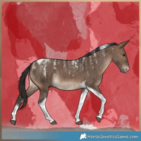 Horse Color:Powder White Brown Dun Tobiano Brindle 