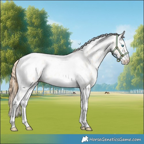 Horse Color:Gold Champagne Roan Dun Splash Tobiano Frame Appaloosa Rabicano