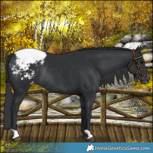 Horse Color:Black Snowcap Rabicano 