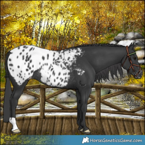 Horse Color:Black Blanket Rabicano 