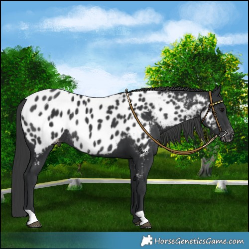 Horse Color:Black Appaloosa Rabicano 