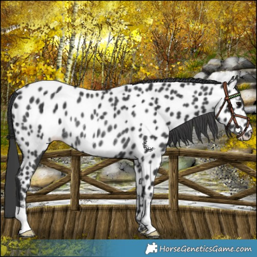 Horse Color:Black Near Leopard Rabicano