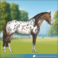 Horse Color:Buckskin Blanket 