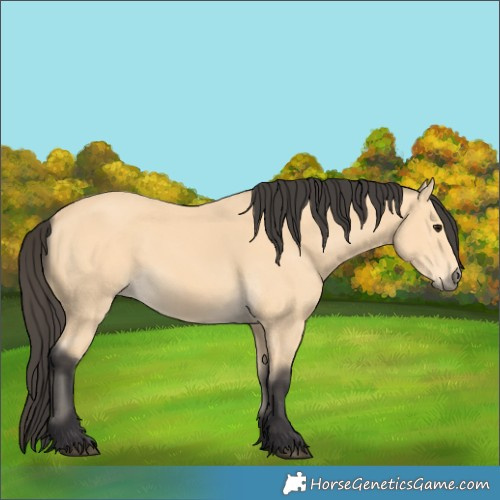 Horse Color:Buckskin 