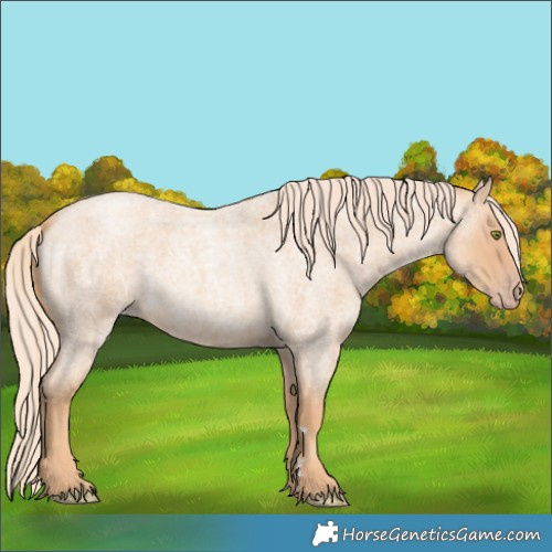 Horse Color:Gold Champagne Roan 