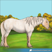 Horse Color:Gold Champagne Roan 