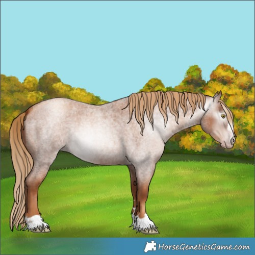 Horse Color:Gray Gold Champagne Roan 