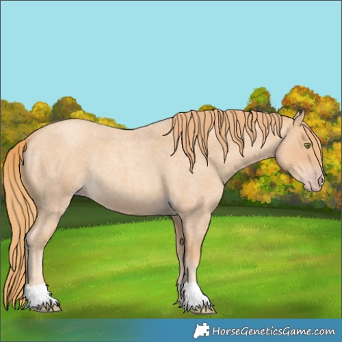 Horse Color:Gold Champagne Roan 