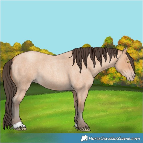 Horse Color:Amber Champagne Roan 