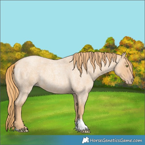 Horse Color:Gold Champagne Roan 