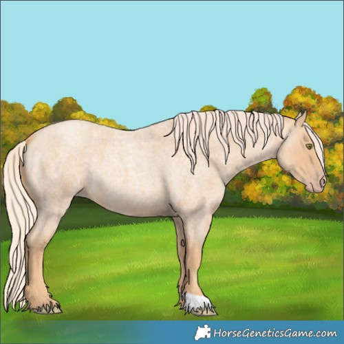 Horse Color:Gold Champagne Roan 