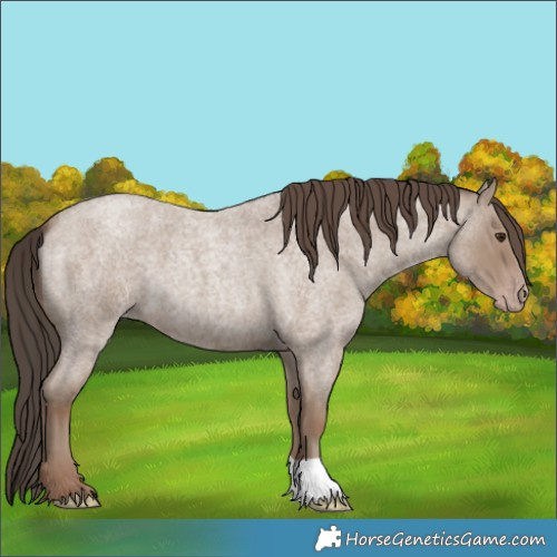 Horse Color:Classic Champagne Roan 