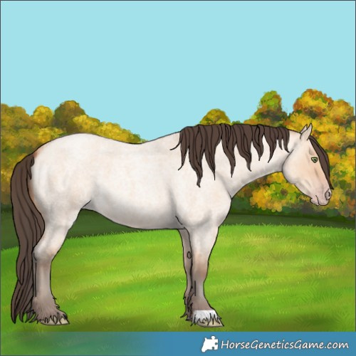 Horse Color:Amber Champagne Roan Dun 