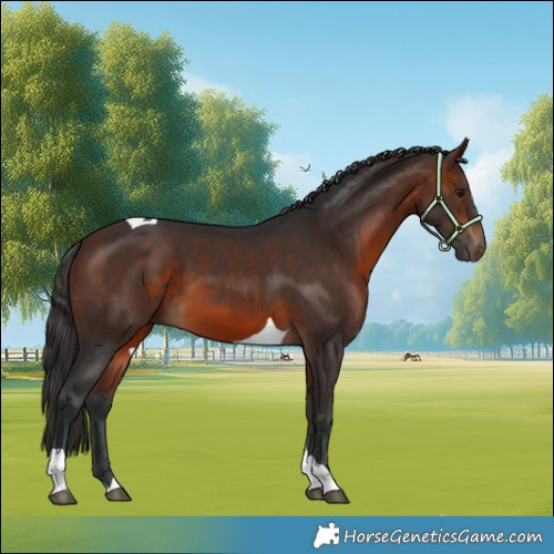 Horse Color:Brown Tobiano 
