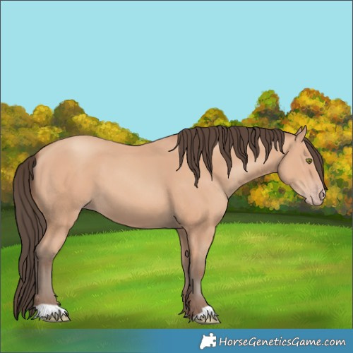 Horse Color:Amber Champagne 