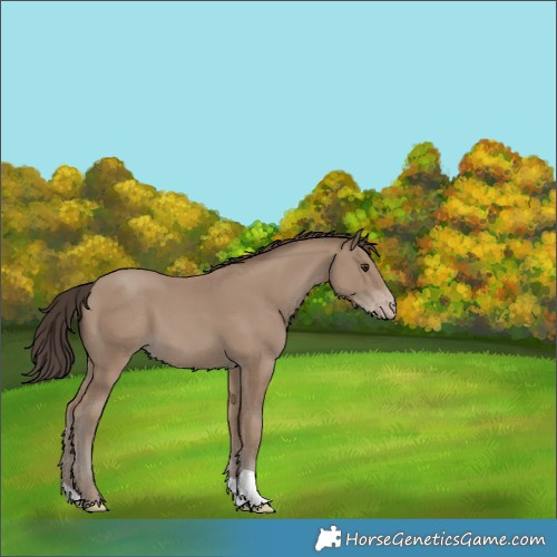 Horse Color:Classic Champagne 