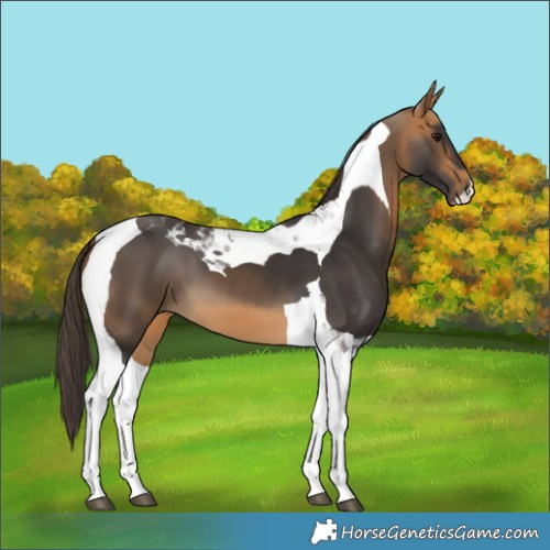 Horse Color:Buckskin Tobiano 