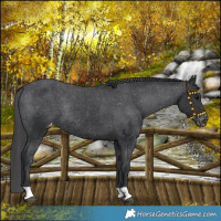 Horse Color:Black Varnish Rabicano 