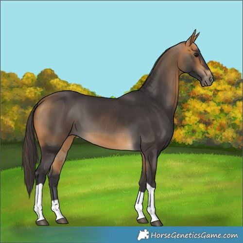 Horse Color:Buckskin Tobiano 