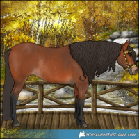 Horse Color:Bay Rabicano 