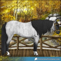 Horse Color:Blue Roan 